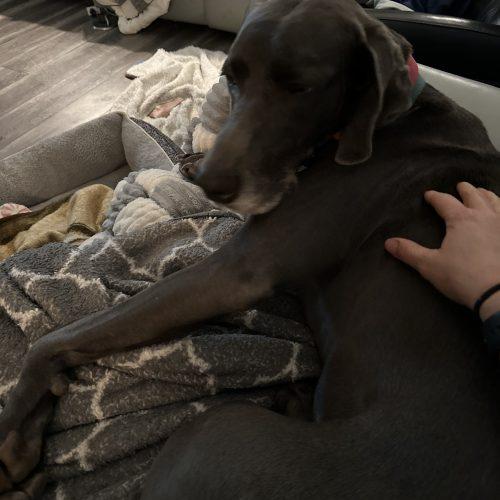 Enlarge Luna Rae, a Adoptable Weimaraner in Grand Rapids, MI image 4/4
