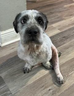 Herman, Adoptable, Adult Male Clumber Spaniel.