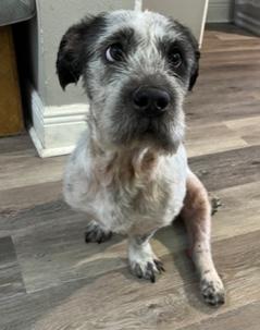 Herman, a Adoptable Clumber Spaniel in Longwood, FL image 2/2