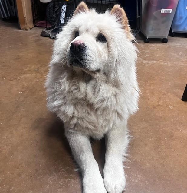Enlarge Winter, a Adoptable Chow Chow in Amarillo, TX image 4/5