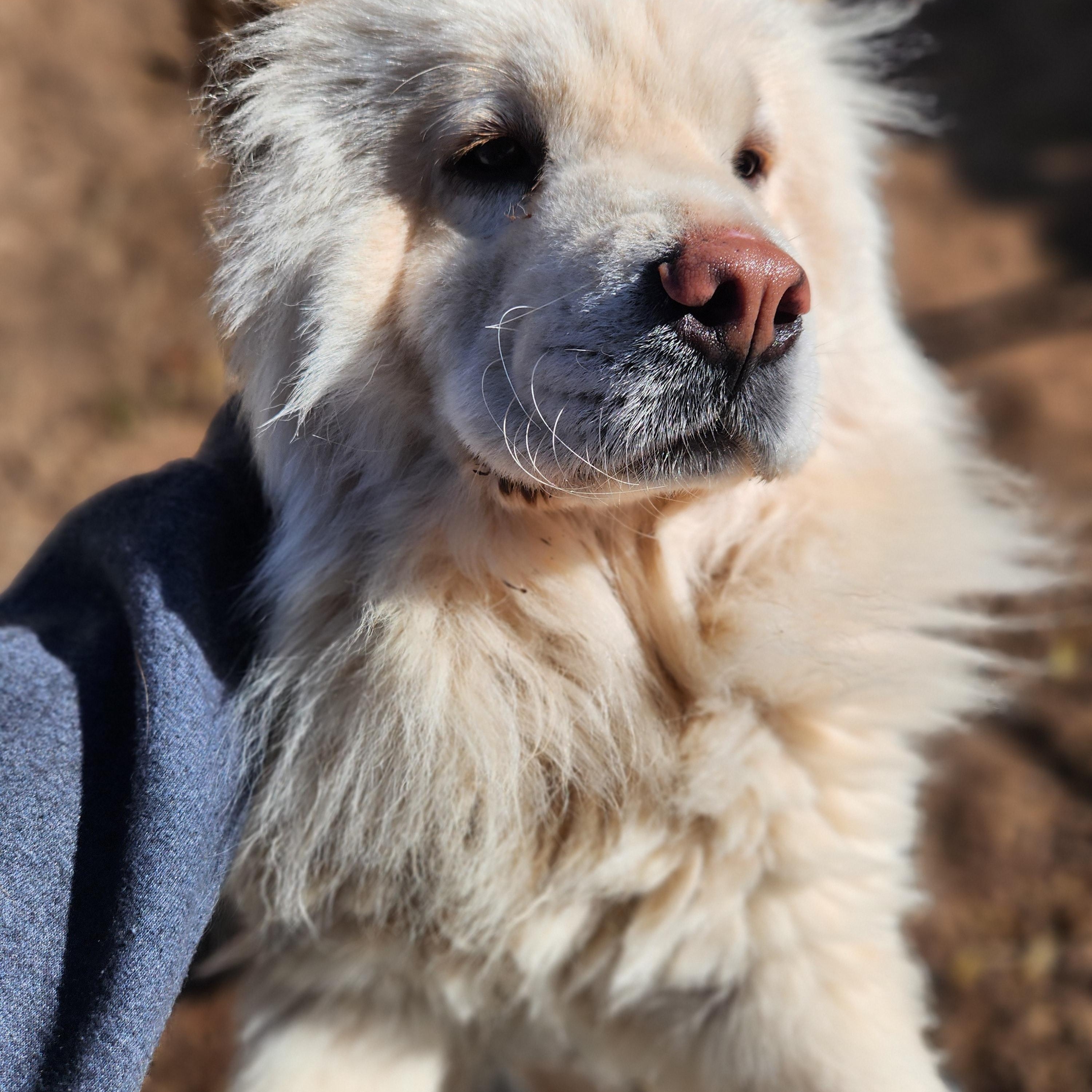 Enlarge Winter, a Adoptable Chow Chow in Amarillo, TX image 1/5