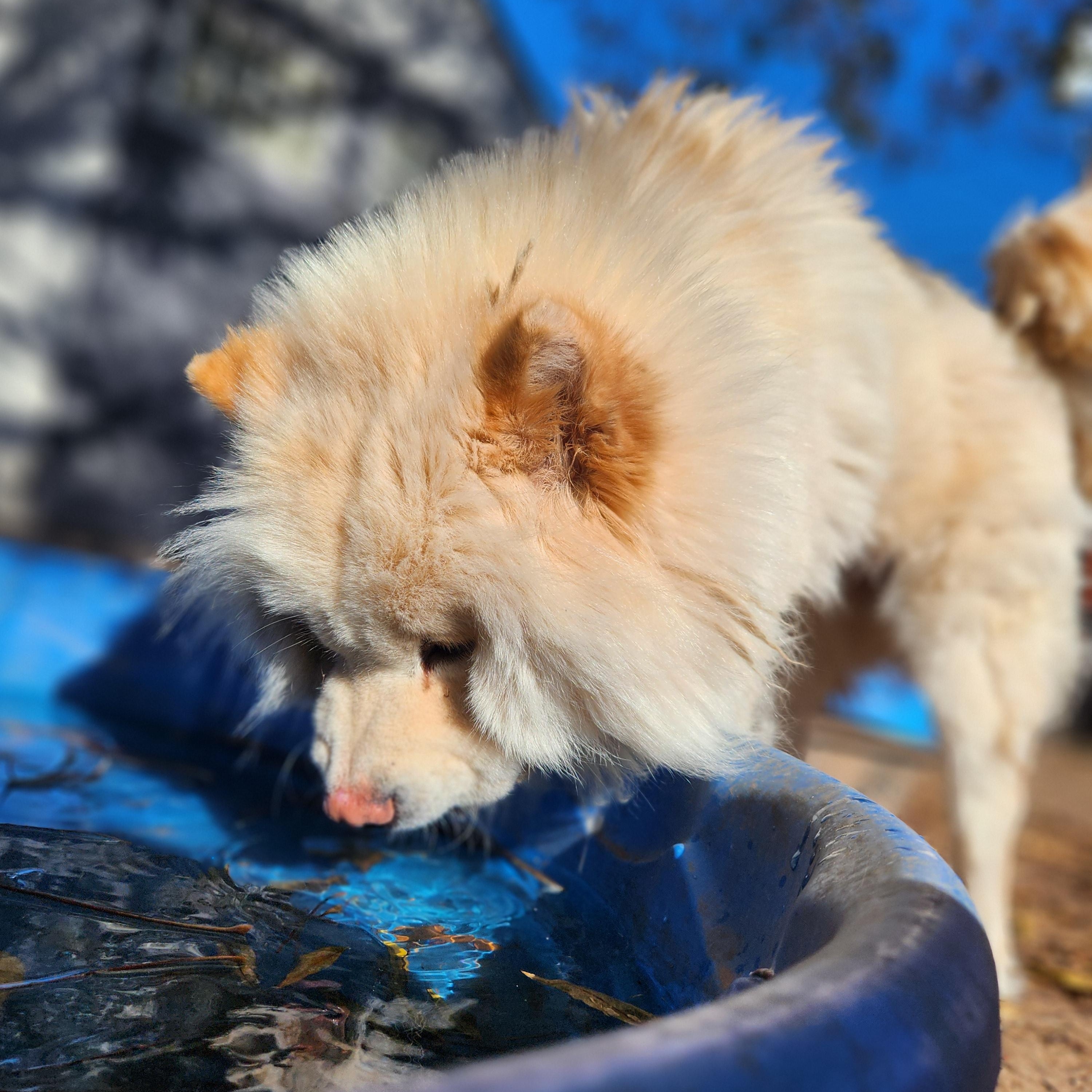 Enlarge Winter, a Adoptable Chow Chow in Amarillo, TX image 3/5