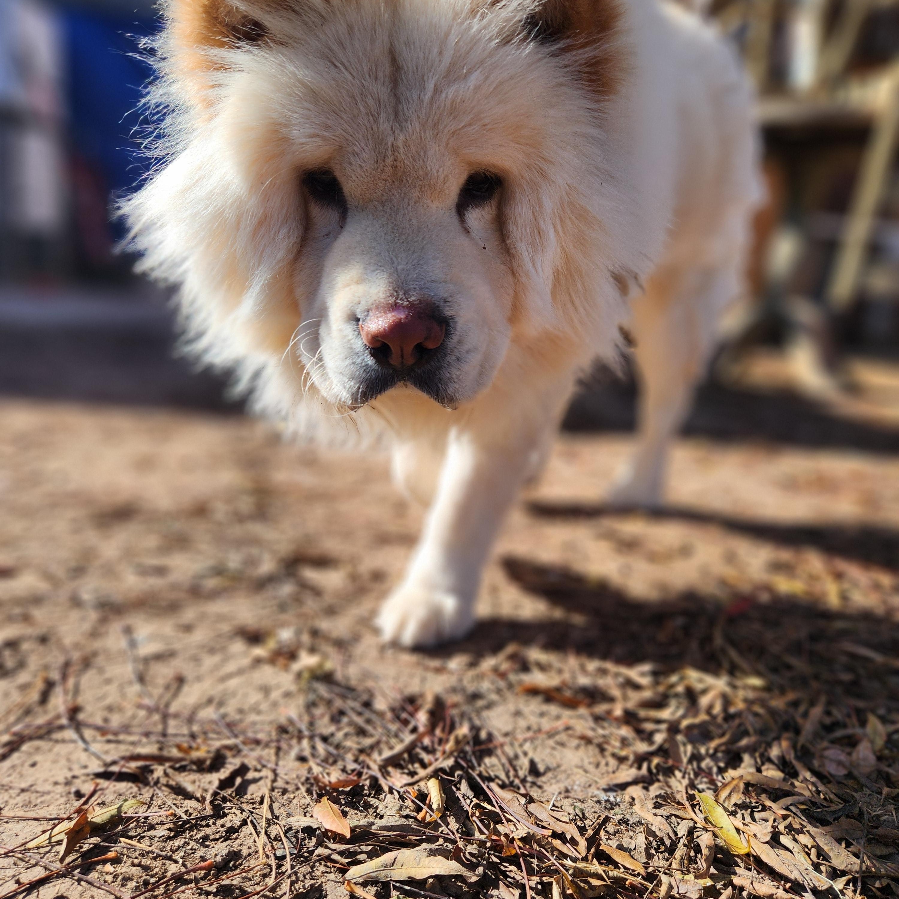 Enlarge Winter, a Adoptable Chow Chow in Amarillo, TX image 2/5