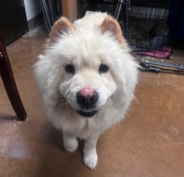 Enlarge Winter, a Adoptable Chow Chow in Amarillo, TX image 5/5