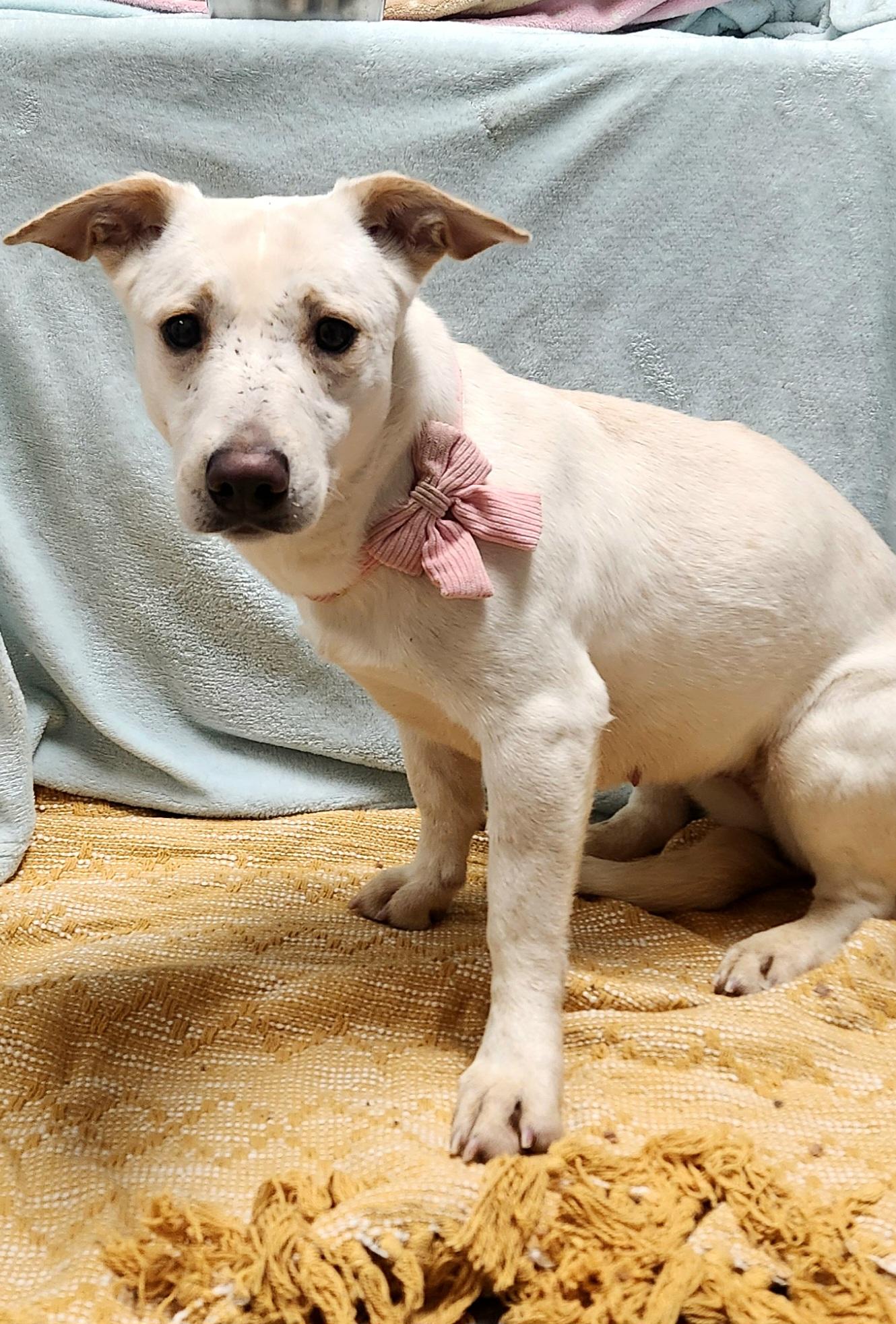 Zoey , ADOPTABLE, Young Female Yellow Labrador Retriever.