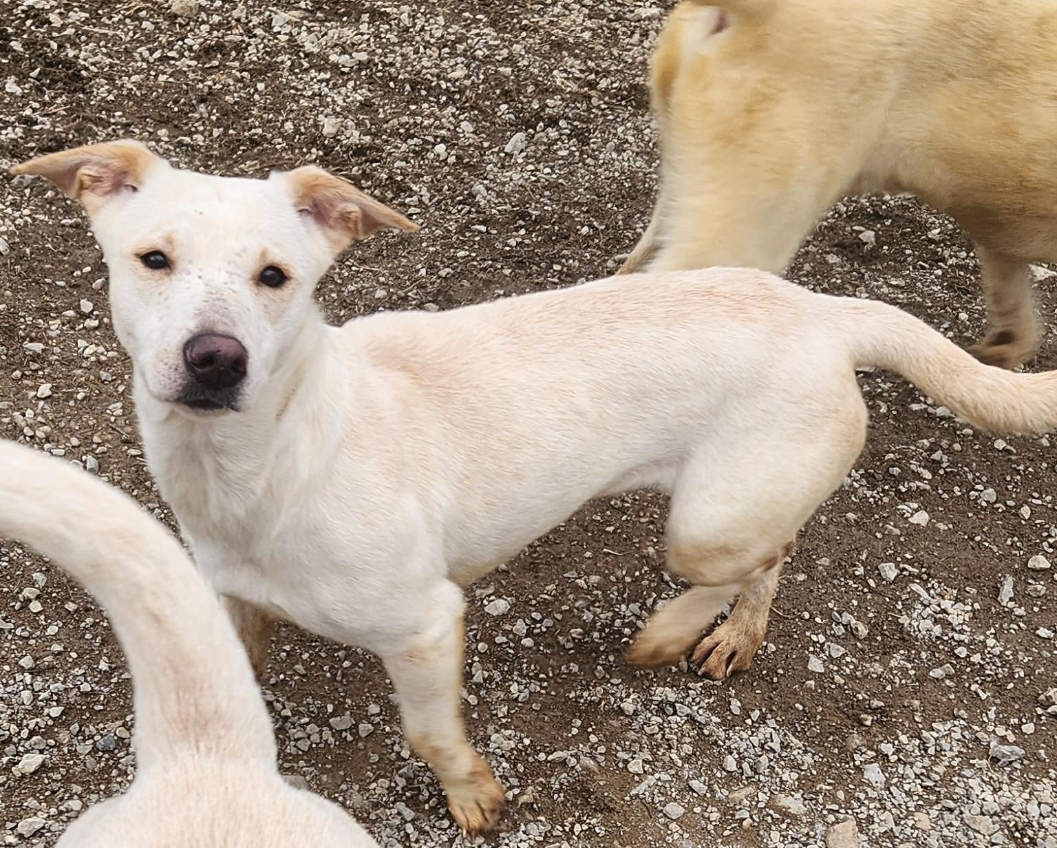 Enlarge Zoey , a ADOPTABLE mixed breed in Berea, KY image 2/3