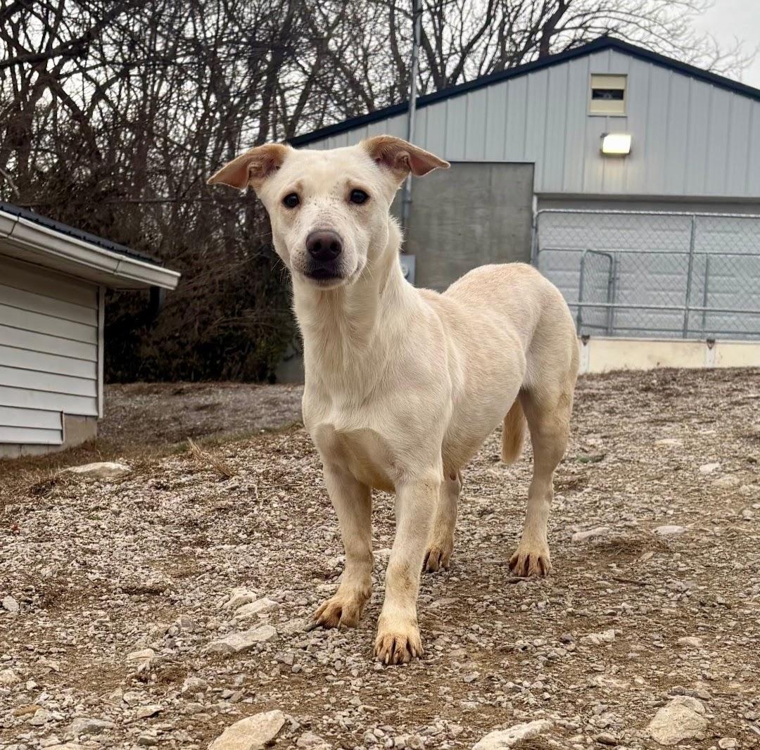 Enlarge Zoey , a ADOPTABLE mixed breed in Berea, KY image 3/3