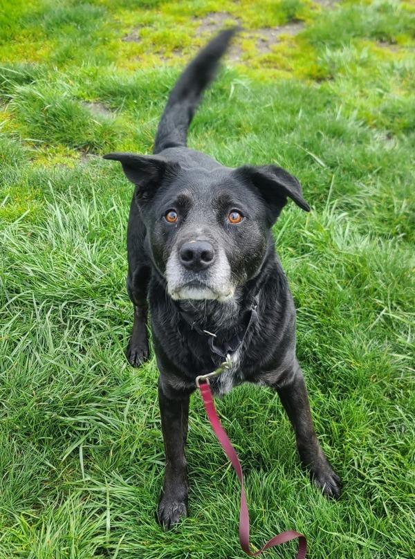 Zeke, Adoptable, Adult Male Labrador Retriever.