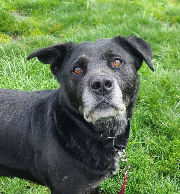 Zeke, a Adoptable mixed breed in Vancouver, WA image 3/5