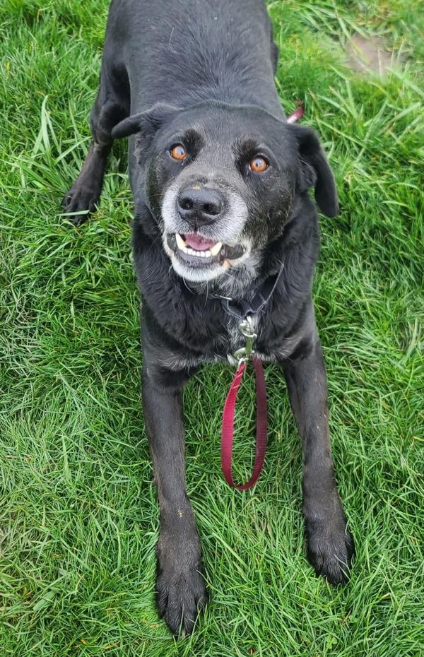 Zeke, a Adoptable mixed breed in Vancouver, WA image 4/5