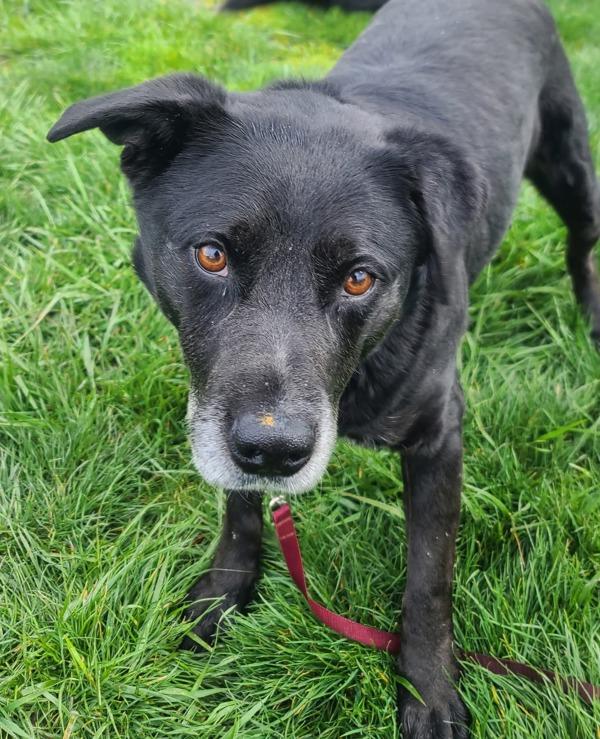 Zeke, a Adoptable mixed breed in Vancouver, WA image 5/5