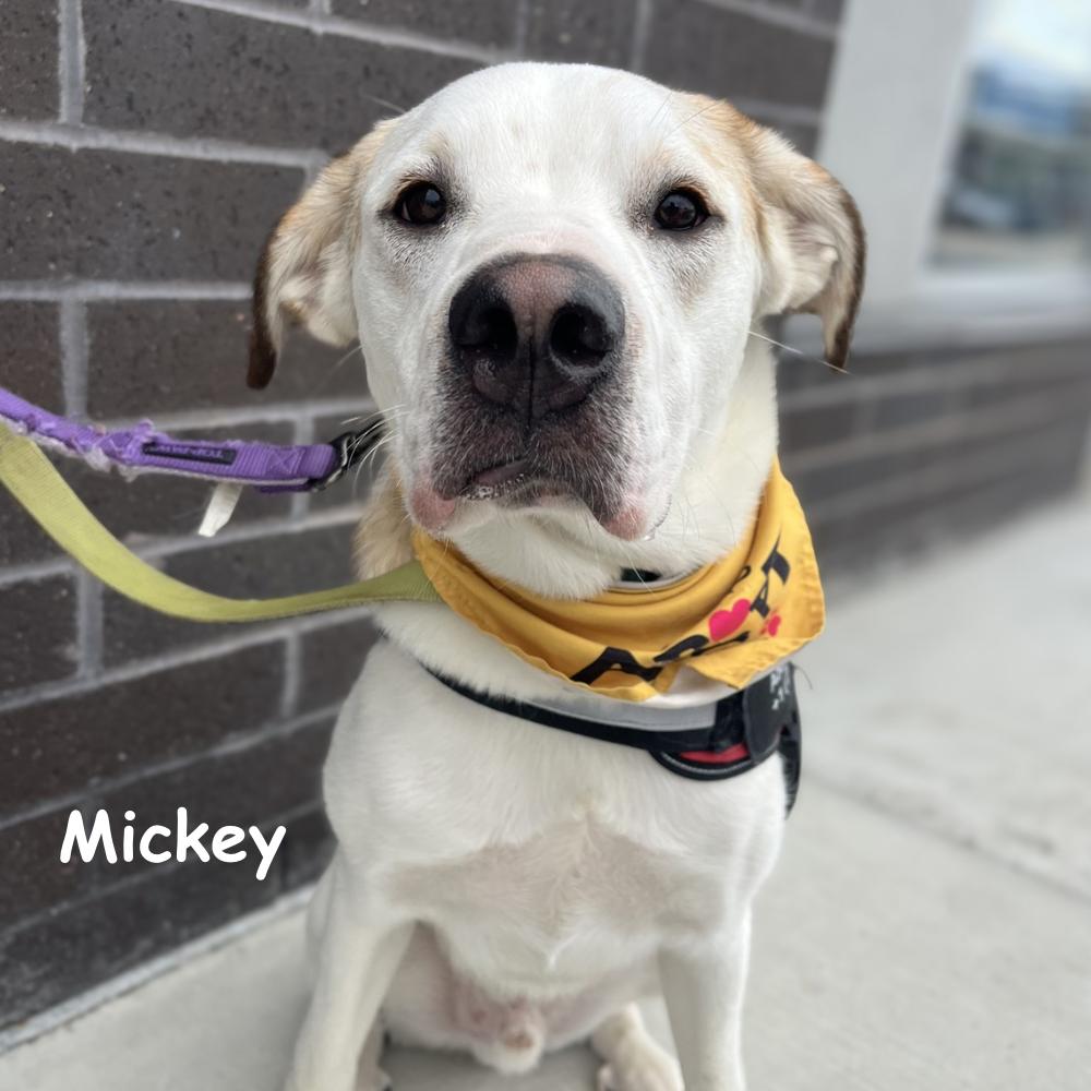 Enlarge Mickey, a Adoptable mixed breed in Winnipeg, MB image 3/6