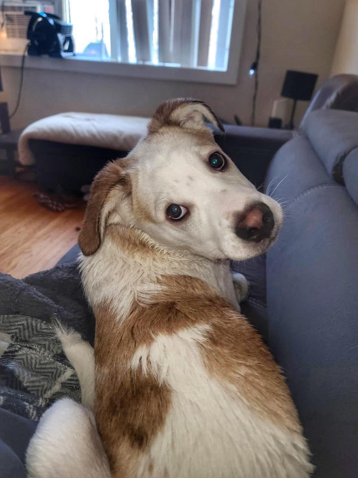 Enlarge Mickey, a Adoptable mixed breed in Winnipeg, MB image 4/6