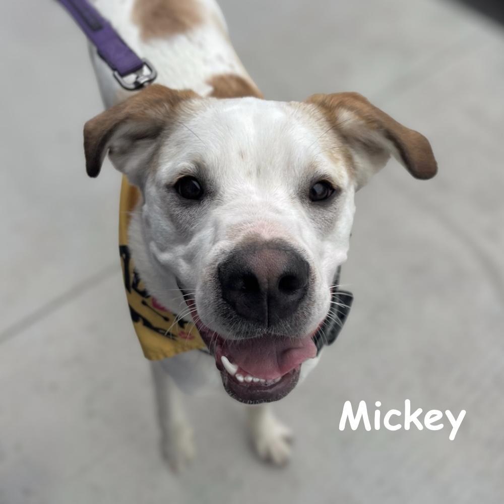 Enlarge Mickey, a Adoptable mixed breed in Winnipeg, MB image 6/6