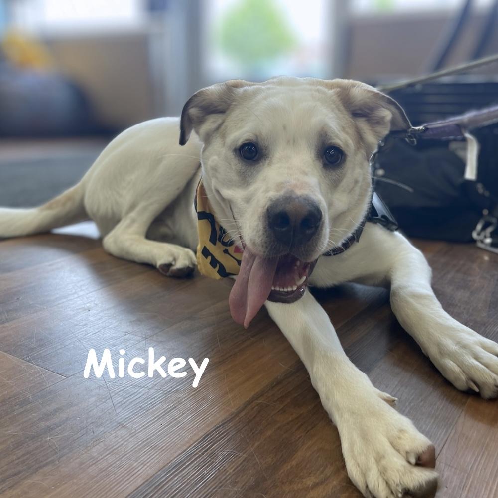 Enlarge Mickey, a Adoptable mixed breed in Winnipeg, MB image 5/6