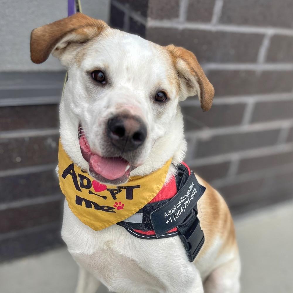 Mickey, Adoptable, Young Male Husky & Bullmastiff.