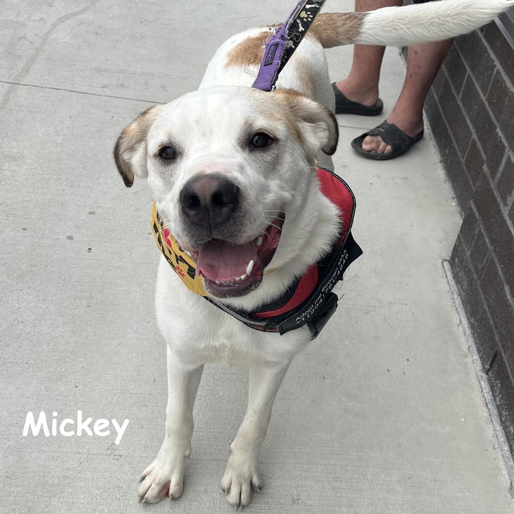 Enlarge Mickey, a Adoptable mixed breed in Winnipeg, MB image 2/6