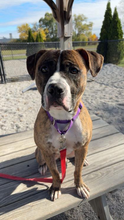 Django, a Adoptable Mixed Breed in Maumee, OH image 1/3