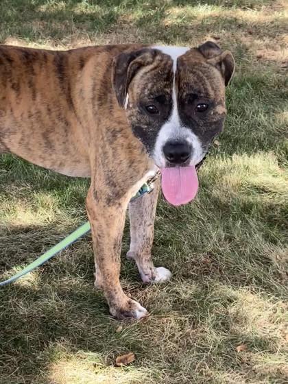 Django, a Adoptable Mixed Breed in Maumee, OH image 2/3