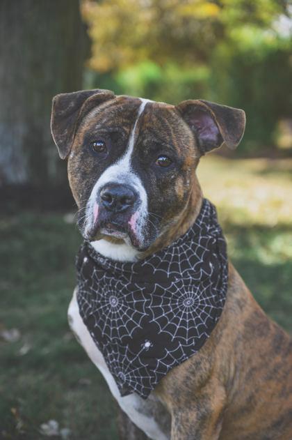 Django, a Adoptable Mixed Breed in Maumee, OH image 3/3