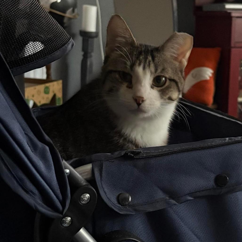 Enlarge Pudding, a Adoptable Domestic Short Hair in Stoughton, WI image 6/6