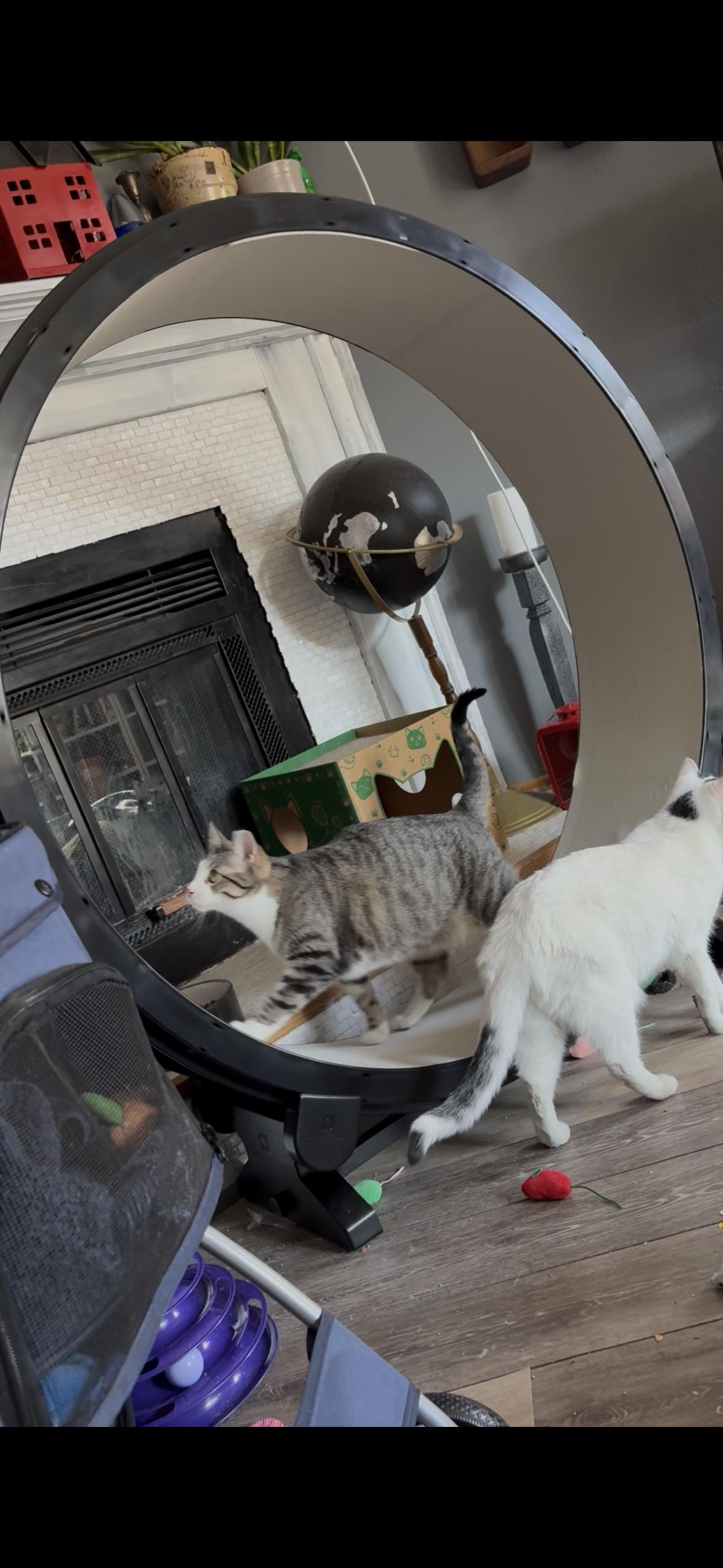 Enlarge Pudding, a Adoptable Domestic Short Hair in Stoughton, WI image 5/6