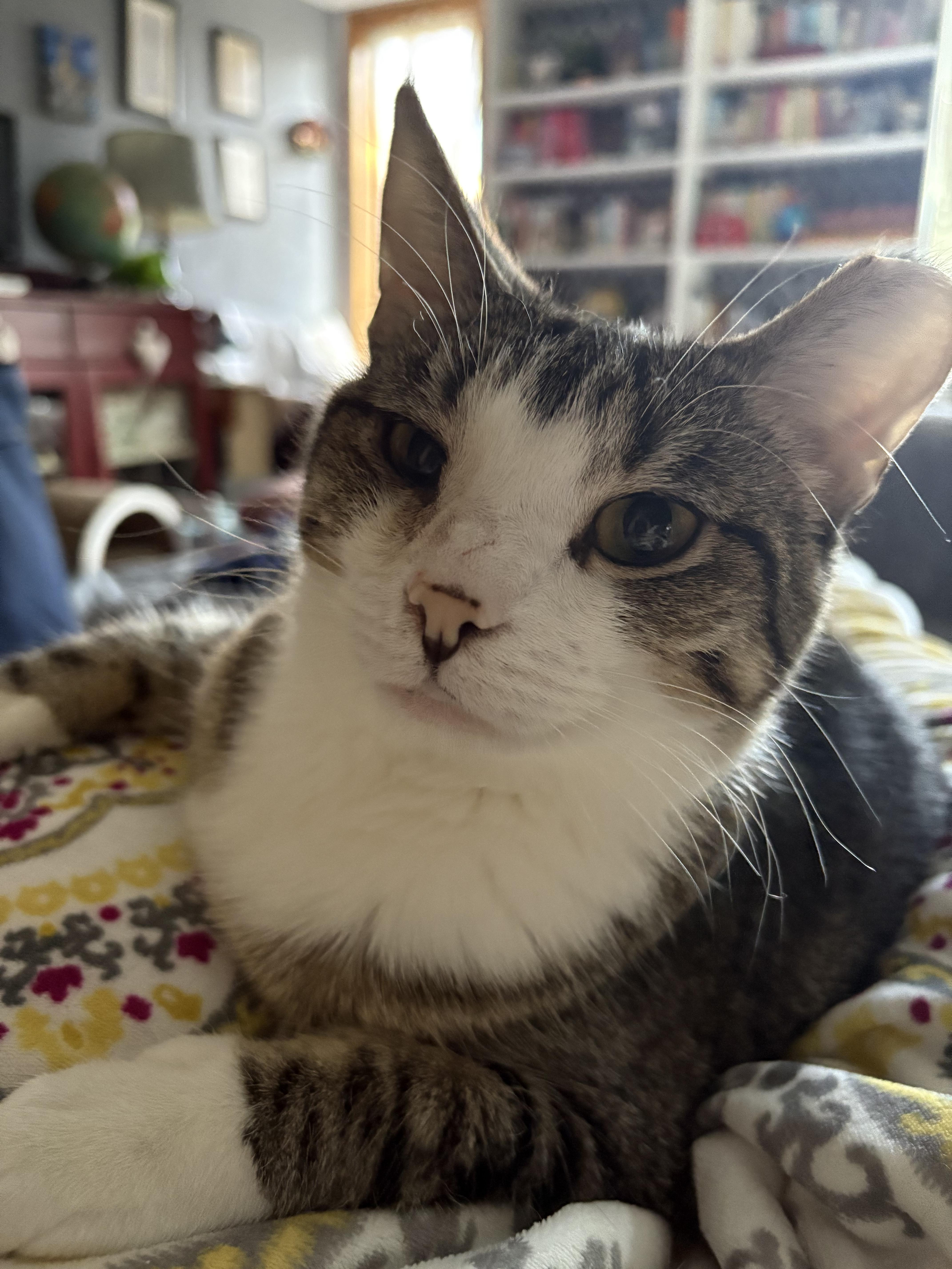 Enlarge Pudding, a Adoptable Domestic Short Hair in Stoughton, WI image 4/6