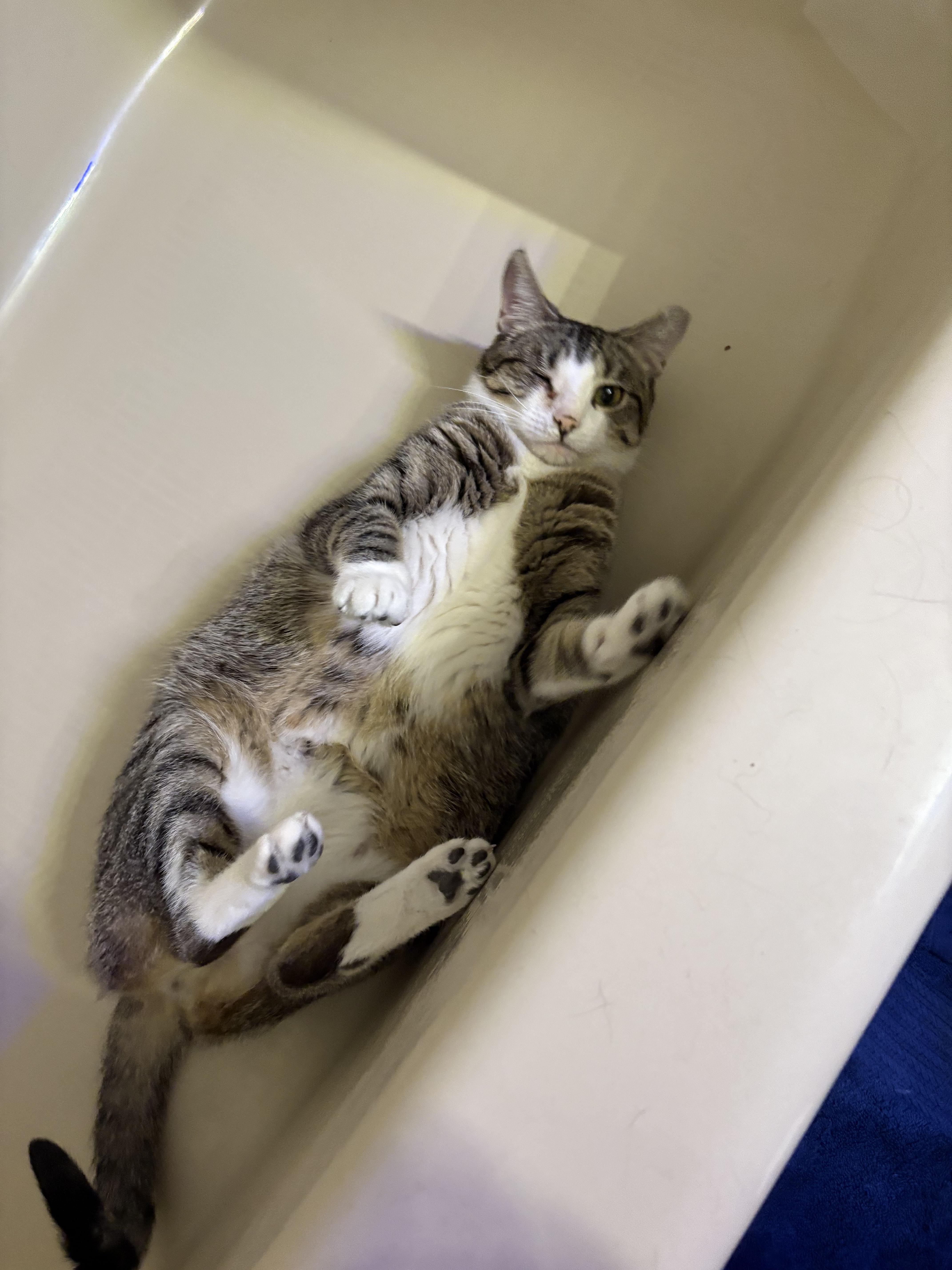 Enlarge Pudding, a Adoptable Domestic Short Hair in Stoughton, WI image 3/6