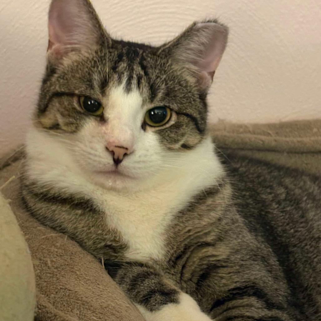 Pudding, Adoptable, Young Female Domestic Short Hair.