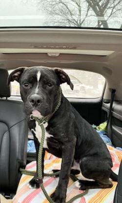 Enlarge Theo, a Adoptable mixed breed in Elmhurst, IL image 3/4