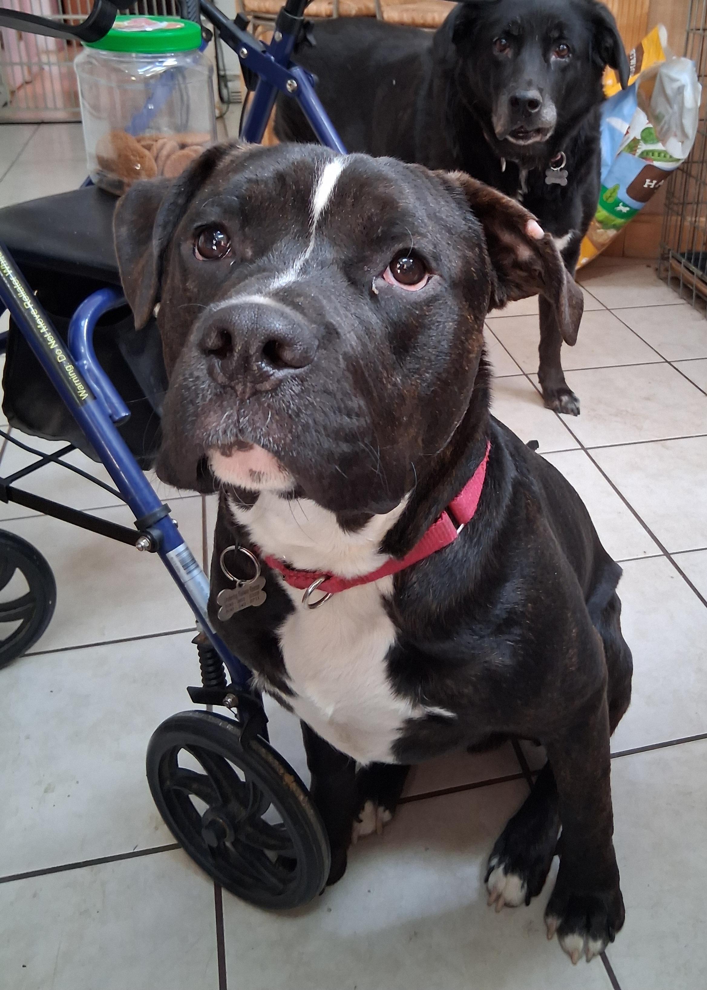 Enlarge Theo, a Adoptable mixed breed in Elmhurst, IL image 1/6