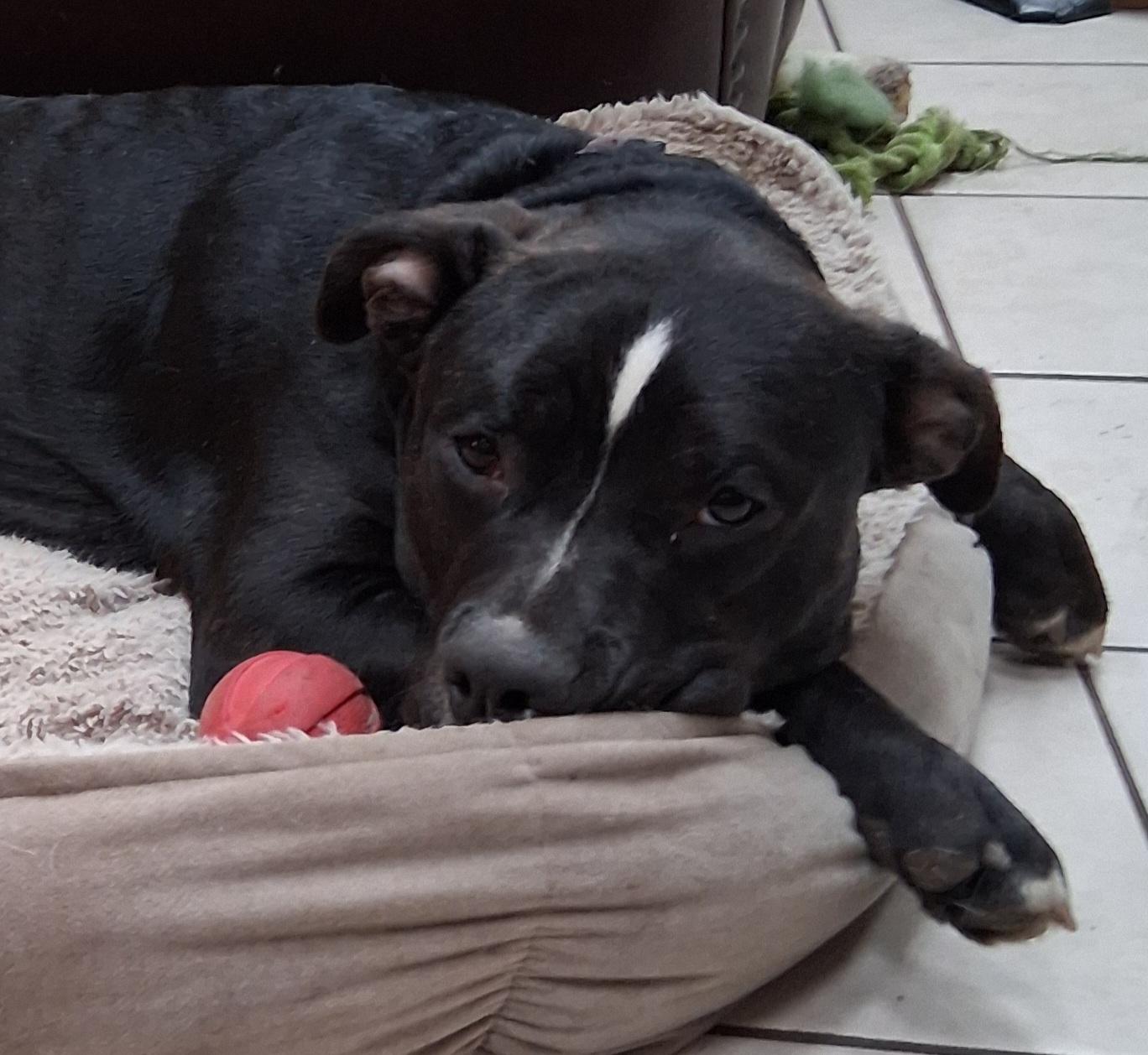 Enlarge Theo, a Adoptable mixed breed in Elmhurst, IL image 1/6