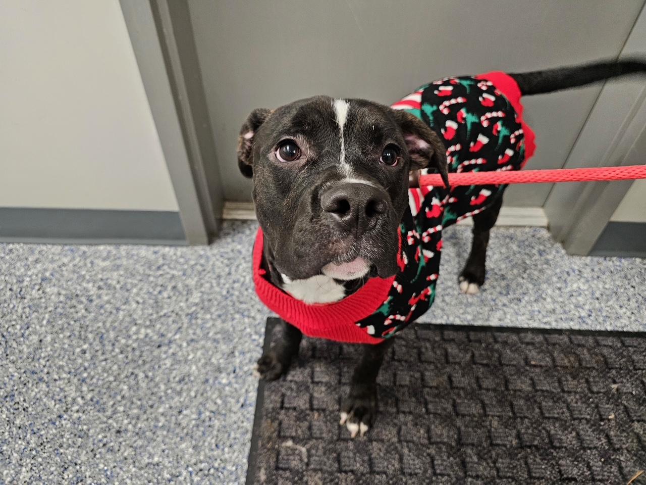 Theo, Adoptable, Young Male Mixed Breed & Boxer.