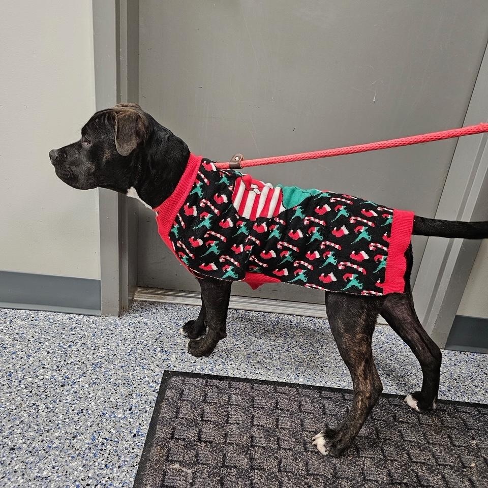 Enlarge Theo, a Adoptable mixed breed in Elmhurst, IL image 2/4