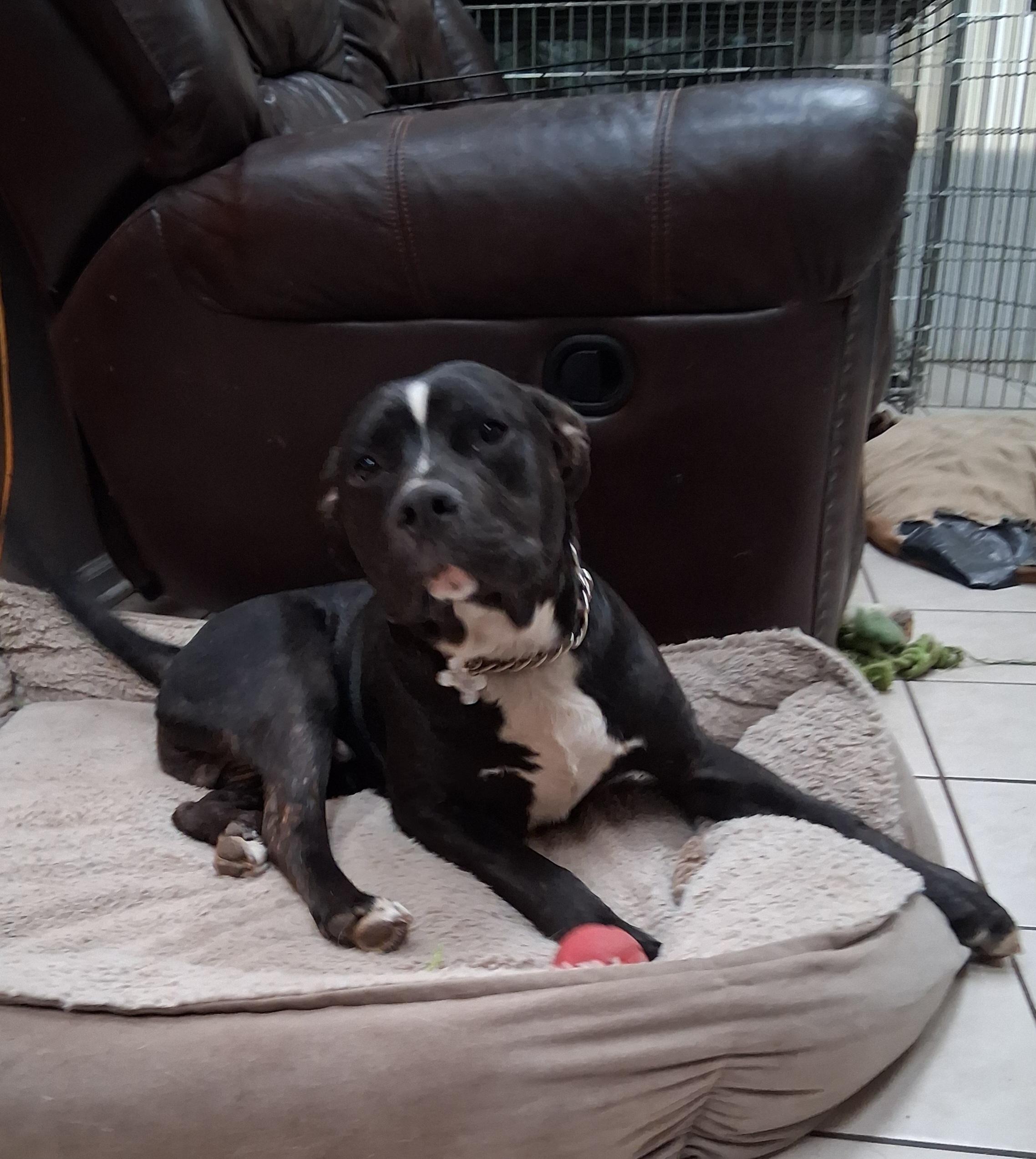 Enlarge Theo, a Adoptable mixed breed in Elmhurst, IL image 6/6