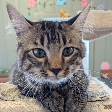 Mugsy, Adoptable, Young Male Domestic Short Hair.