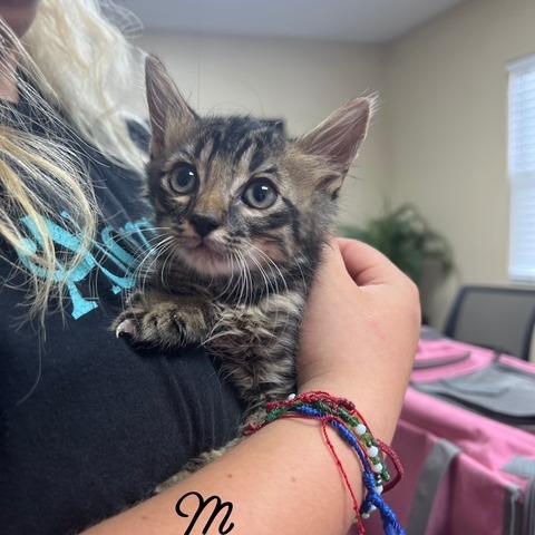 Mugsy, Adoptable, Young Male Domestic Short Hair.