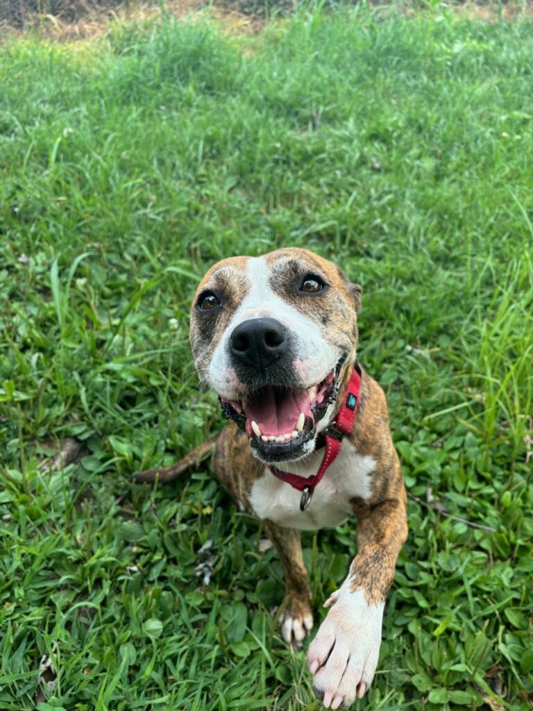 Enlarge Olivia, a Adoptable American Staffordshire Terrier in Du Quoin, IL image 1/1