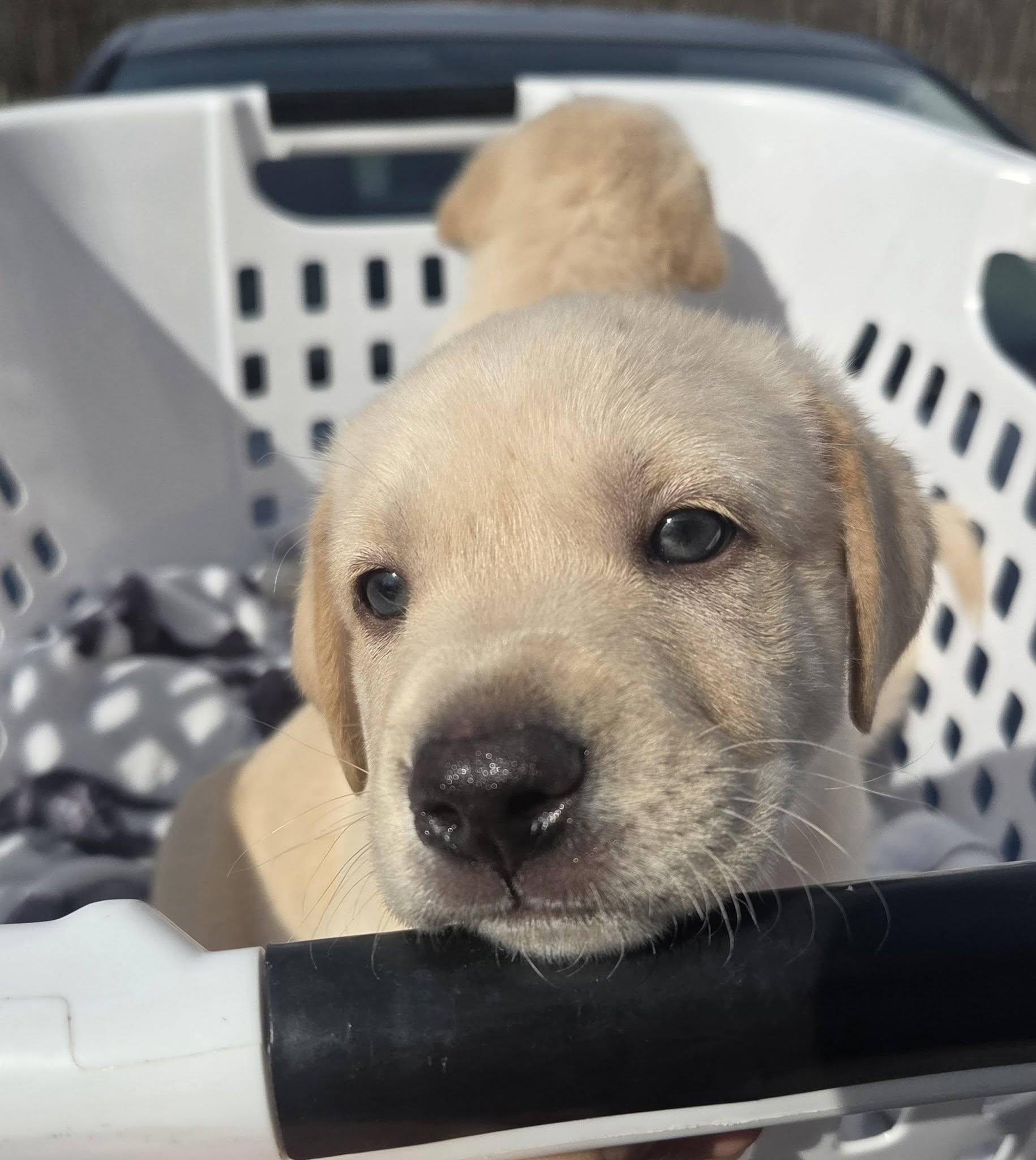 COOPER, adopted, Puppy Male Mixed Breed.