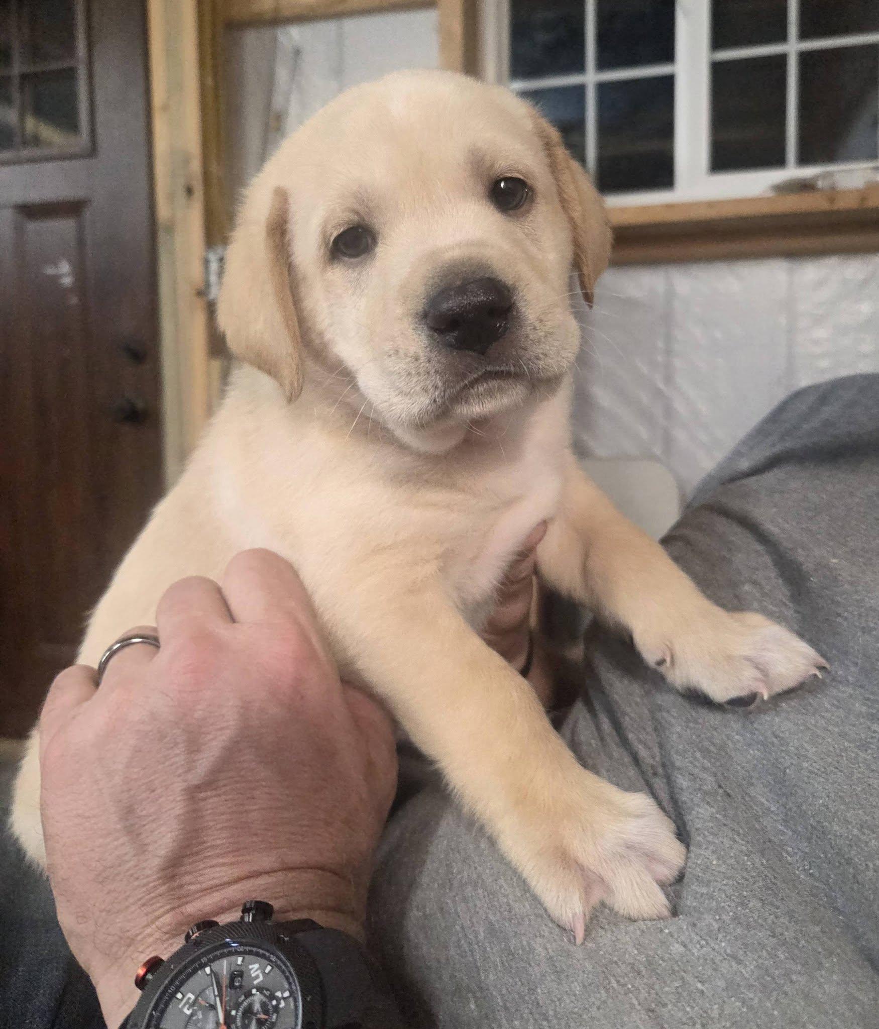 Enlarge COOPER, an adopted Mixed Breed in Brazil, IN image 2/3