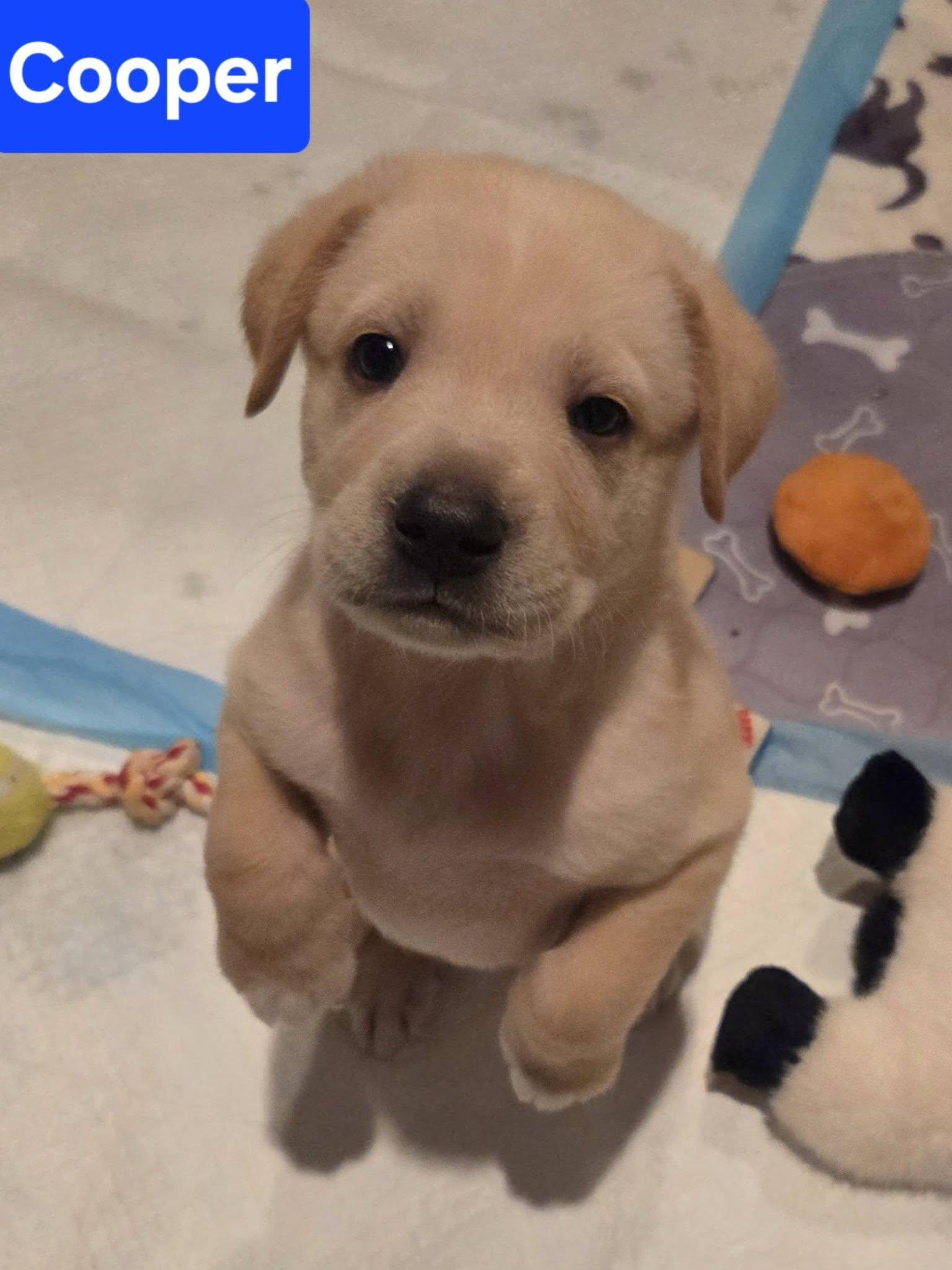 Enlarge COOPER, an adopted Mixed Breed in Brazil, IN image 3/3