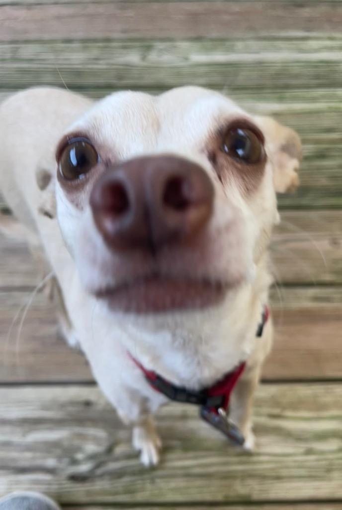 Butter (fka Scooby) — thumbnail 6