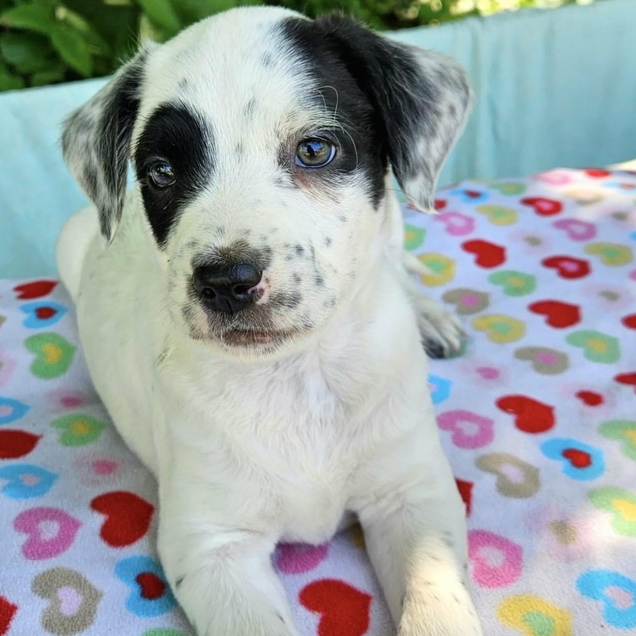Enlarge Shelby , an adopted mixed breed in Pelham, NH image 4/6