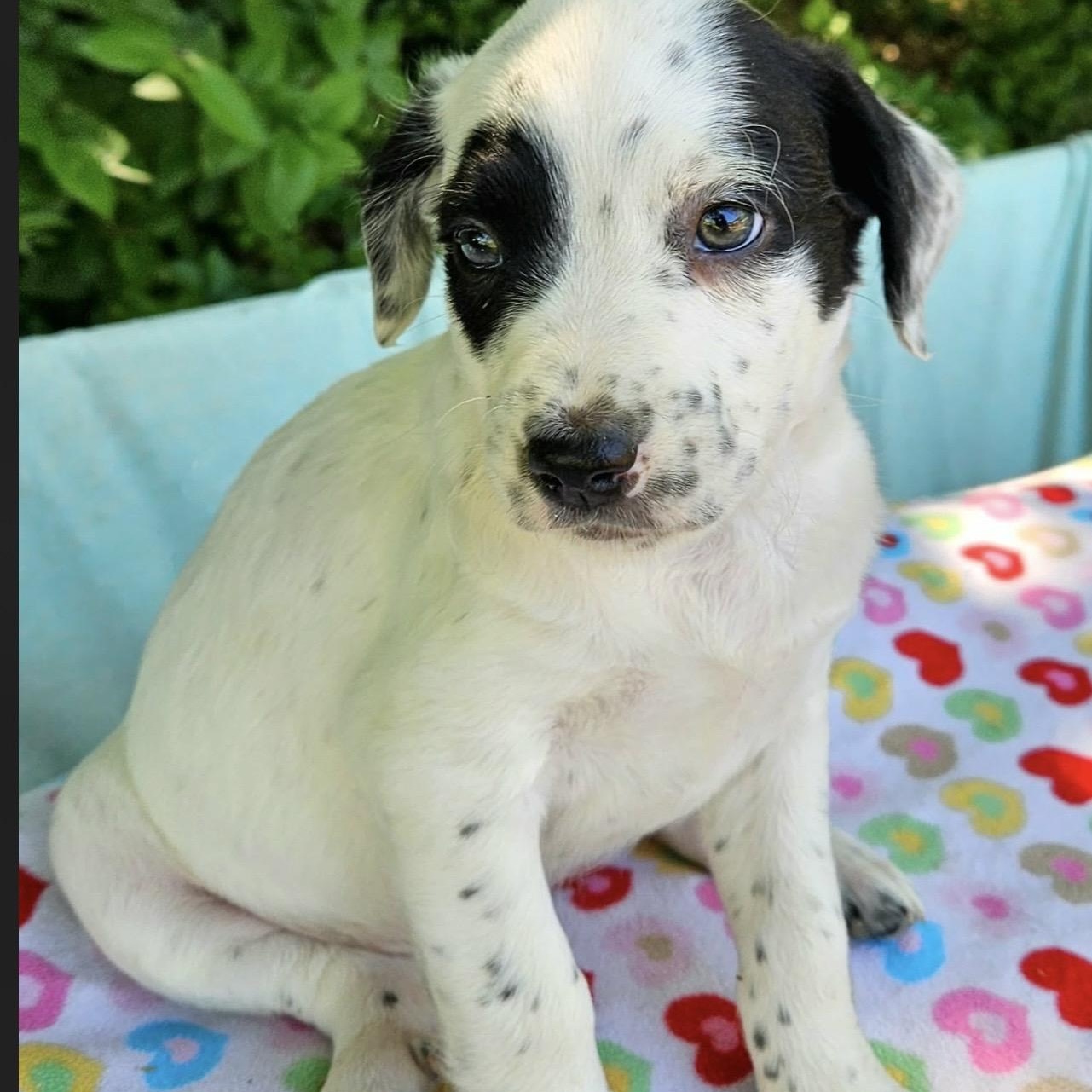 Enlarge Shelby , an adopted mixed breed in Pelham, NH image 2/6