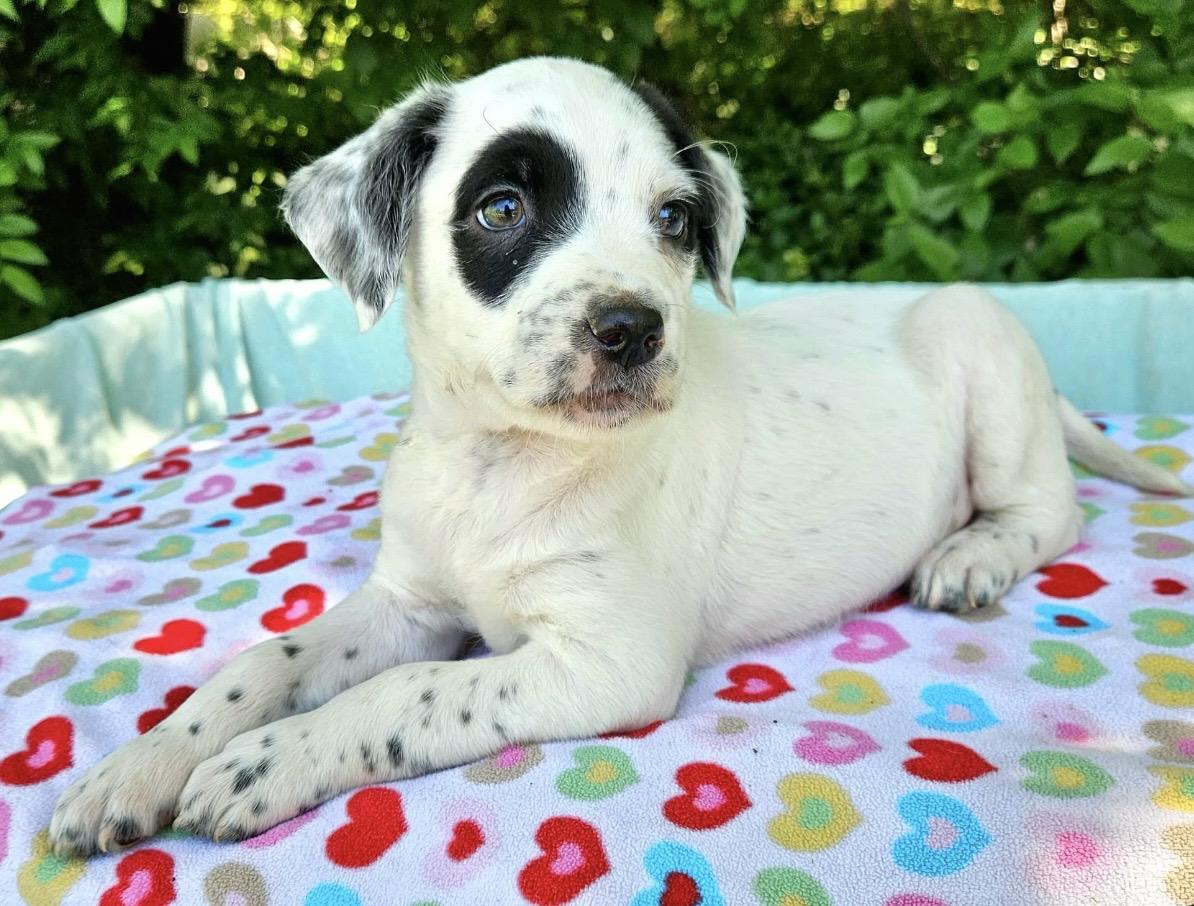 Enlarge Shelby , an adopted mixed breed in Pelham, NH image 6/6