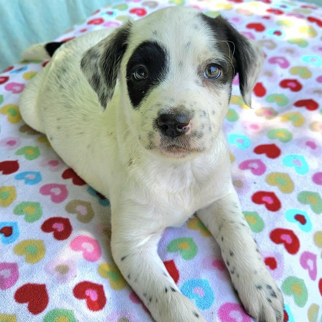 Enlarge Shelby , an adopted mixed breed in Pelham, NH image 3/6