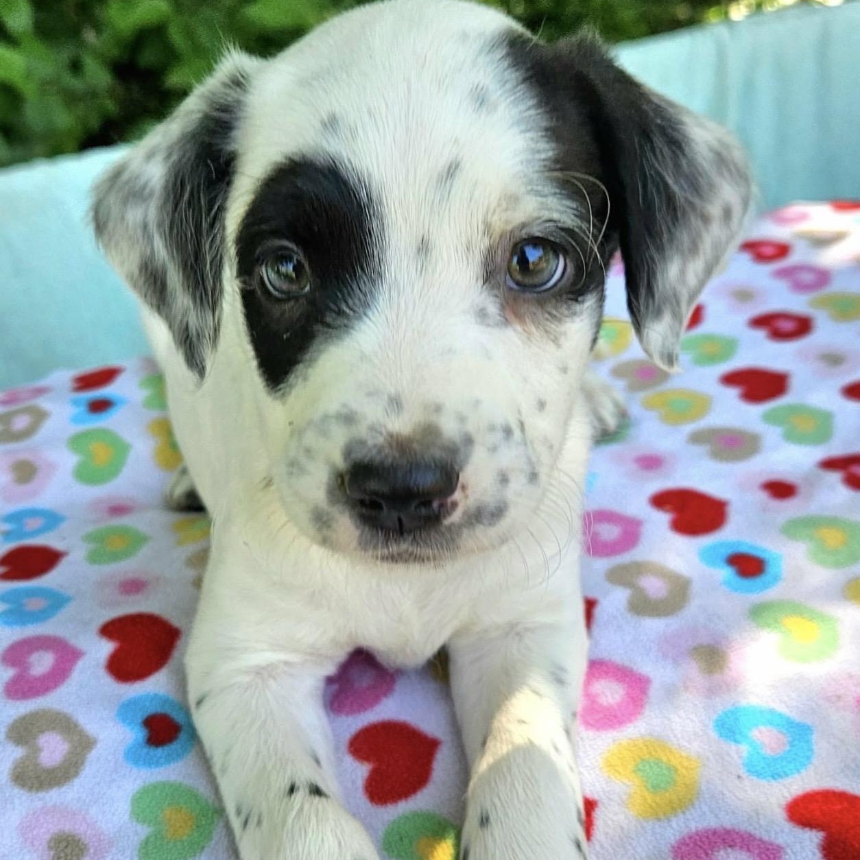 Shelby , adopted, Puppy Female Mixed Breed.