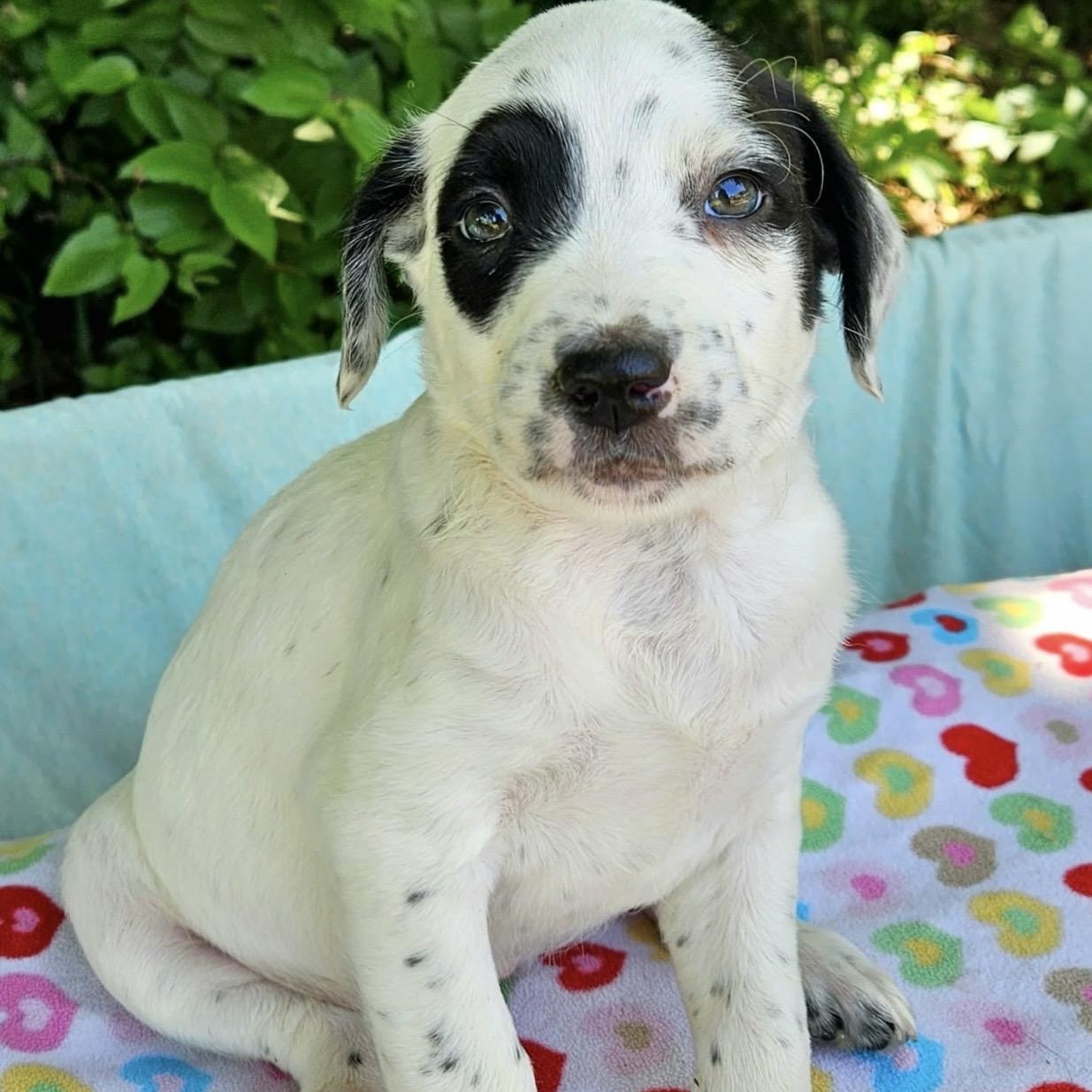 Enlarge Shelby , an adopted mixed breed in Pelham, NH image 5/6