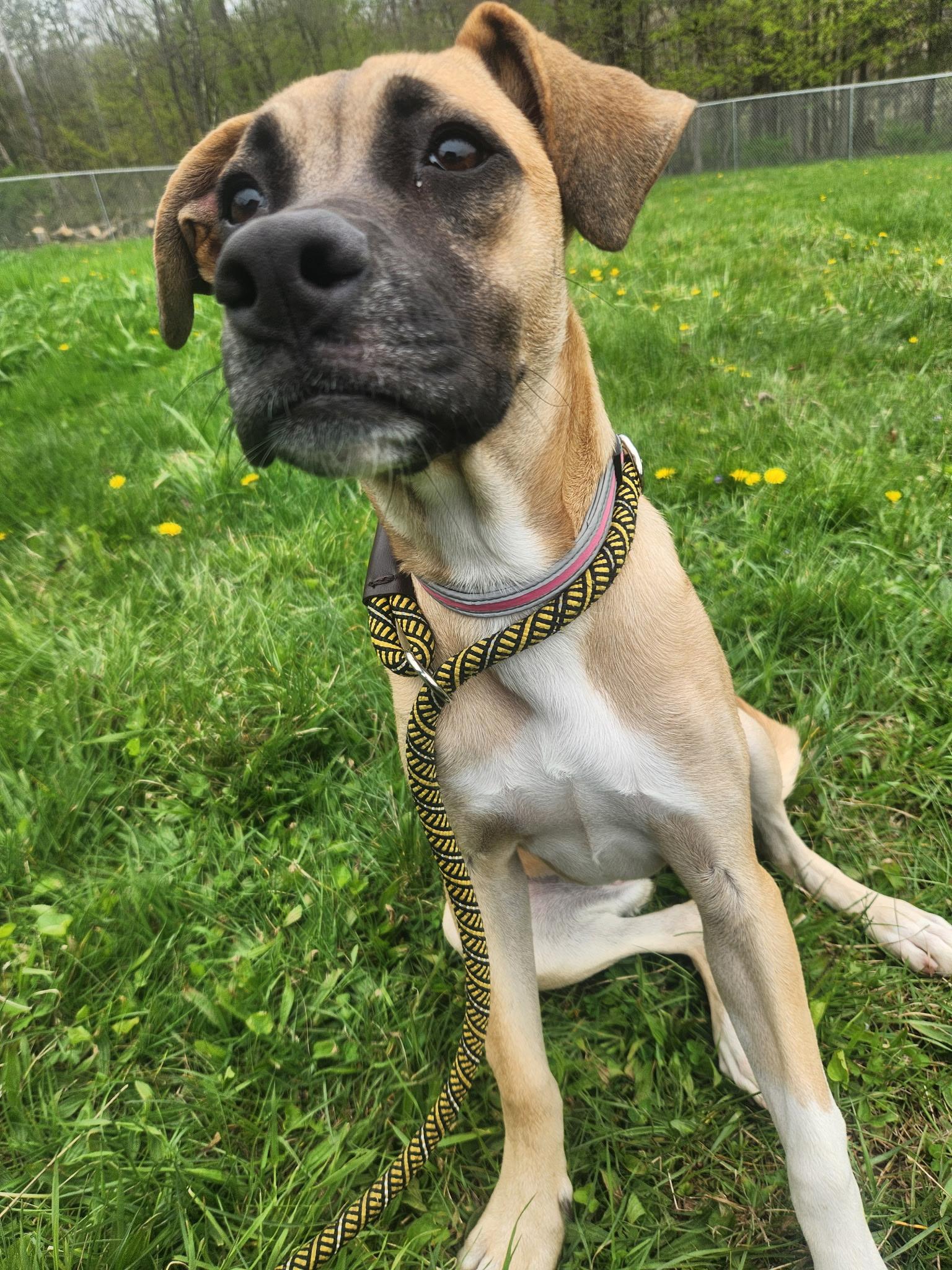 Bliss, ADOPTABLE, Young Female Mixed Breed.