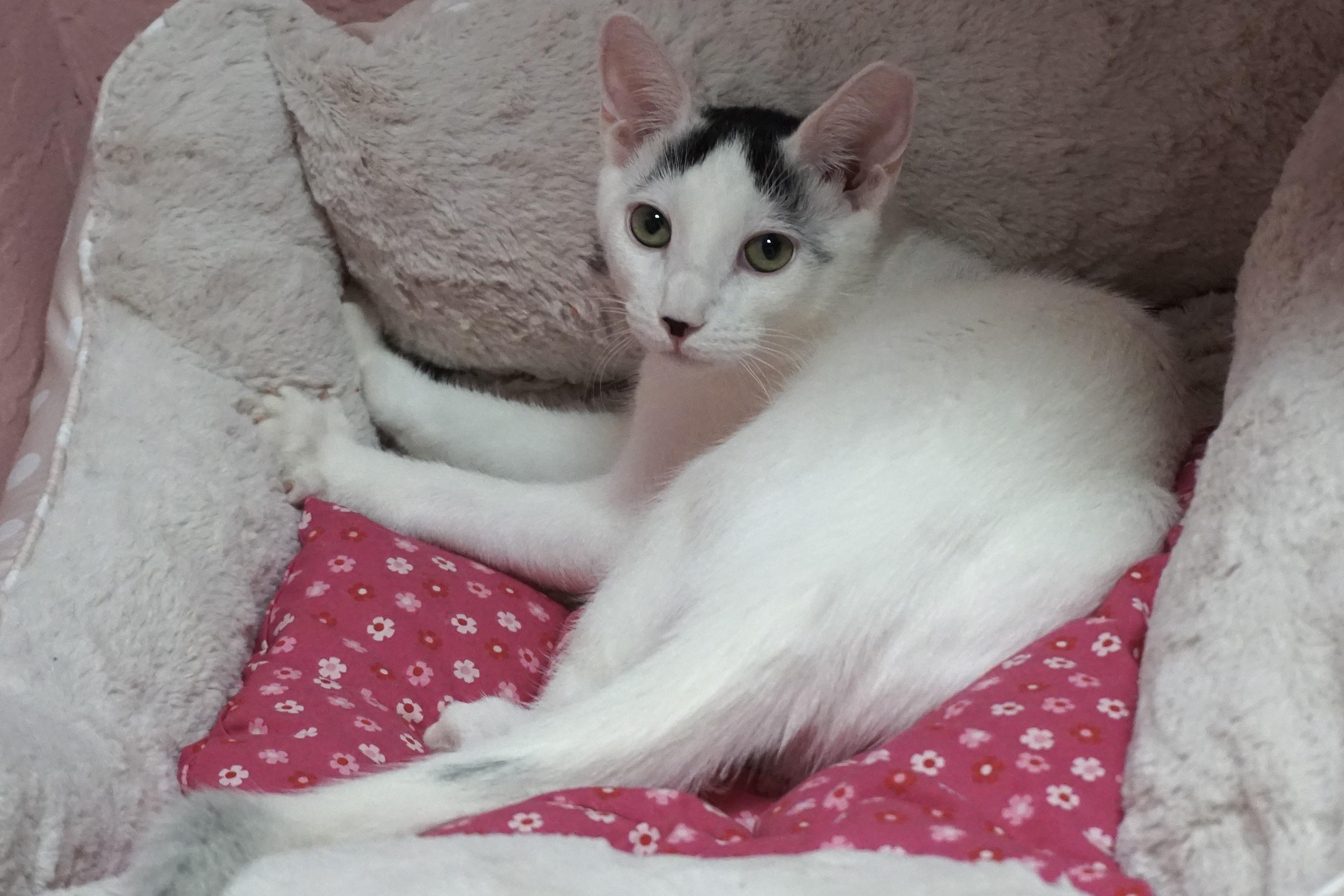 Shurrbert, a Adoptable Domestic Short Hair in Fountain Hills, AZ image 5/5